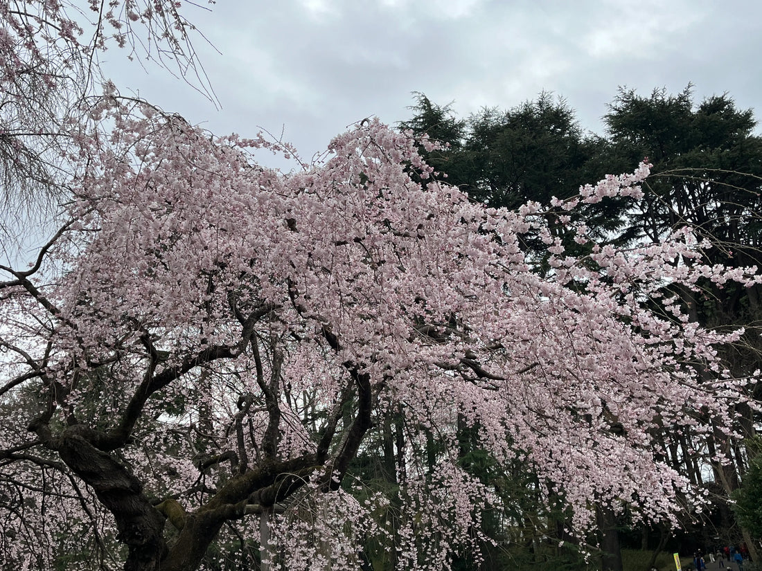 Cherry Blossom Season 2025: When & Where to Enjoy Japan’s Iconic Sakura